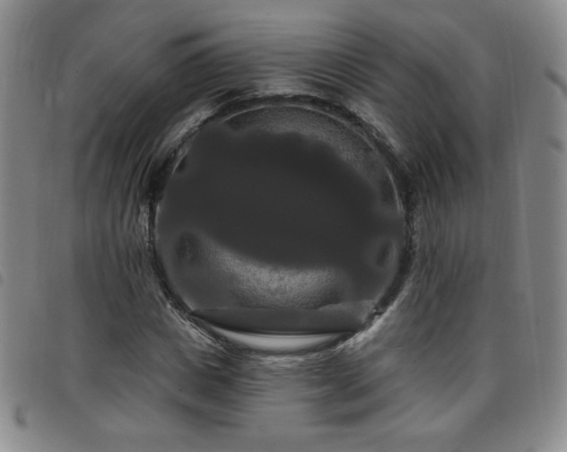 X0000098130825200804241647