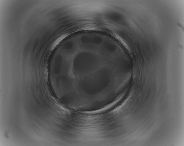 X0000098130829200804241647