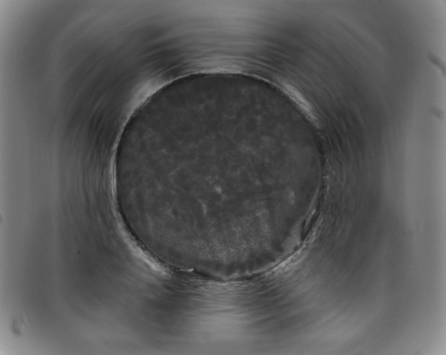 X0000098130840200804241648