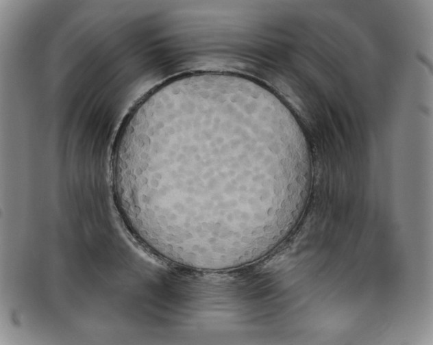 X0000098130848200804241648