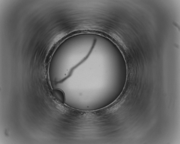 X0000098130974200804241646