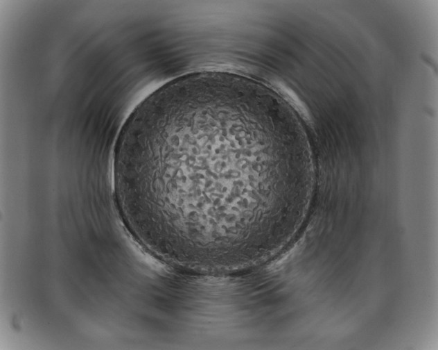 X0000098131036200804241644