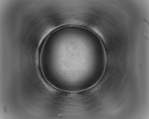 X0000098131128200804241643