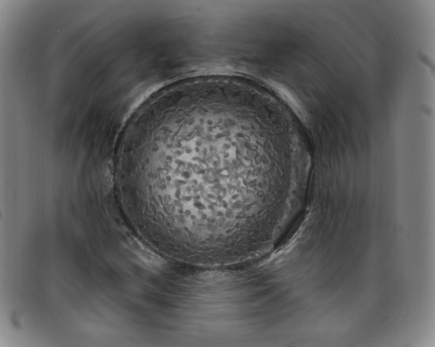 X0000098131212200804241641