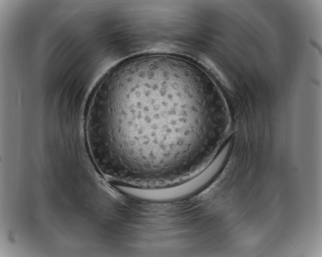 X0000098131232200804241642