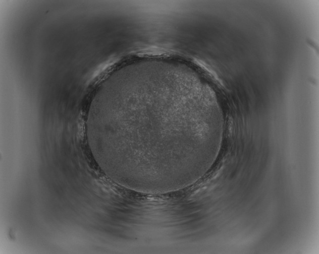 X0000098131350200804241640