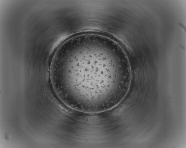 X0000098131363200804241639