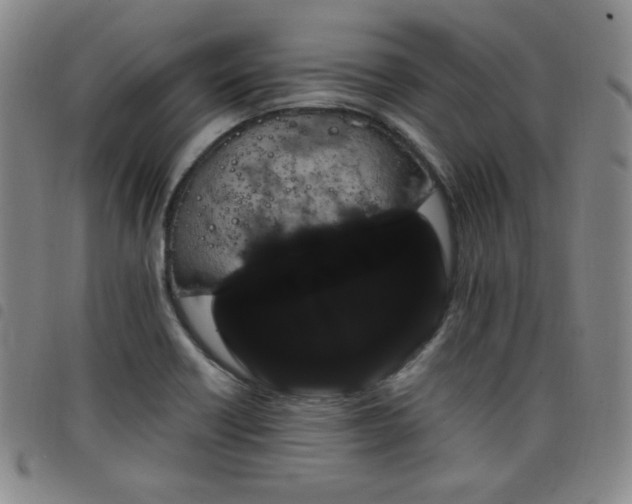 X0000098131418200804241639