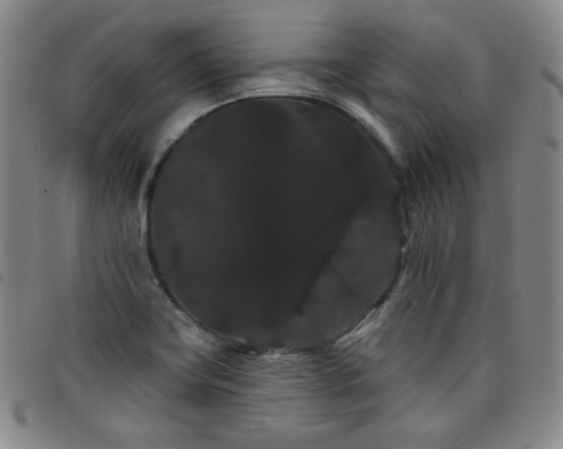X0000098131419200804241639