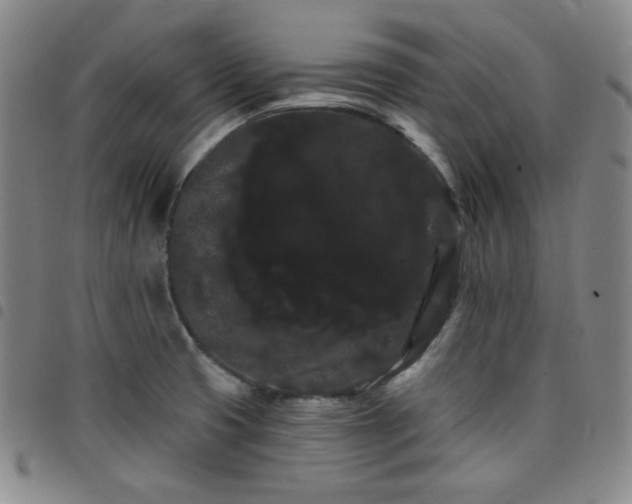 X0000098131425200804241639