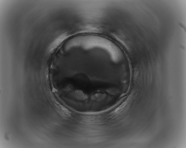 X0000098131455200804241638
