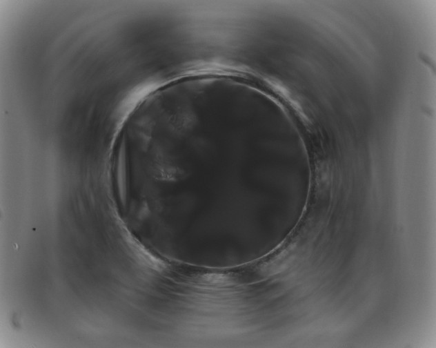 X0000098131463200804241638