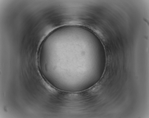 X0000098131470200804241638