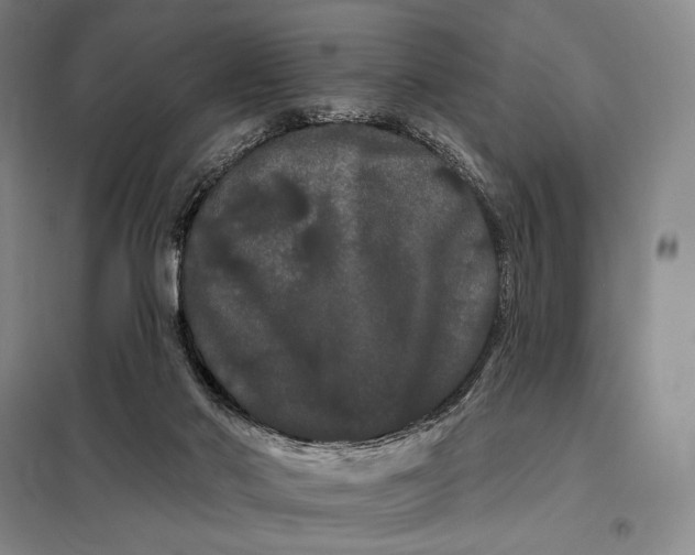 X0000098130022200805011331