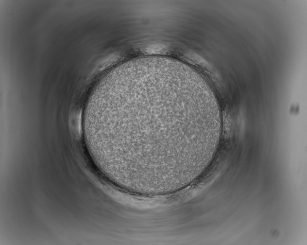 X0000098130028200805011331