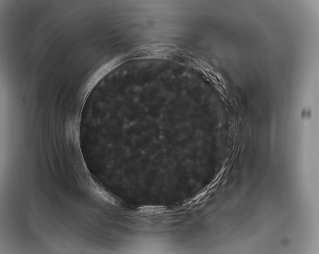 X0000098130051200805011330