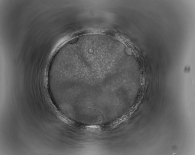 X0000098130053200805011330
