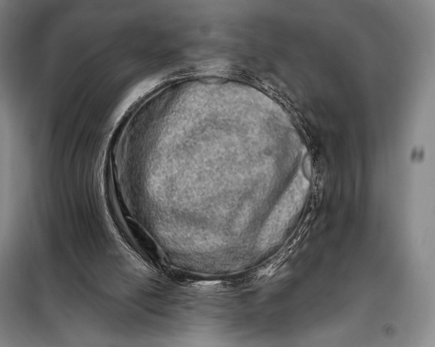X0000098130054200805011330