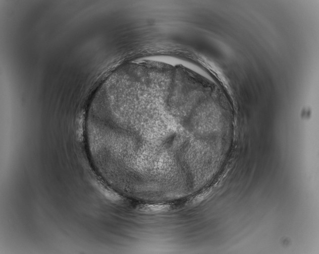 X0000098130065200805011330