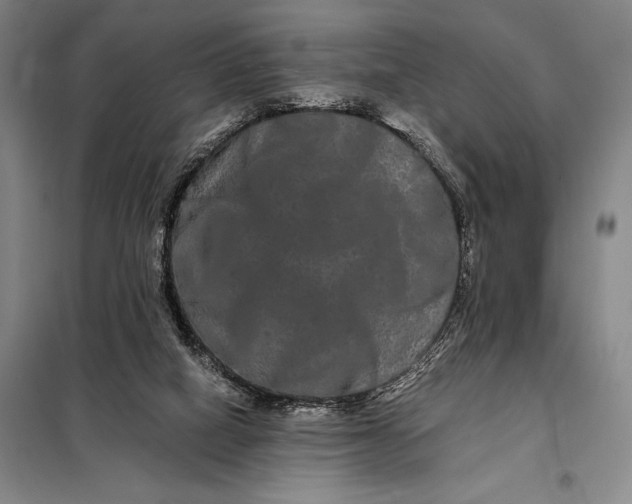 X0000098130066200805011330