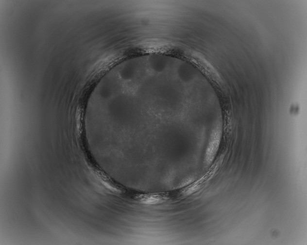 X0000098130074200805011330