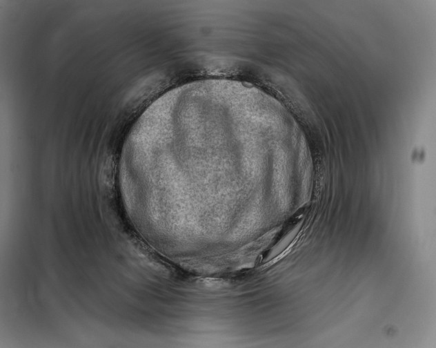 X0000098130078200805011330