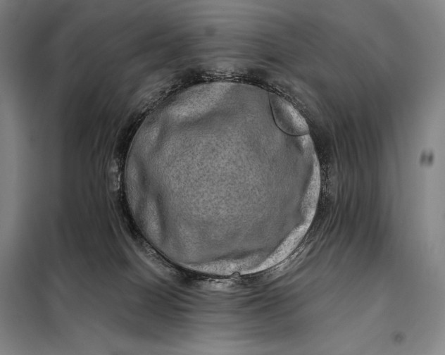 X0000098130086200805011330