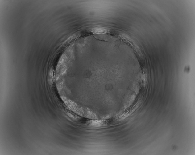 X0000098130093200805011330