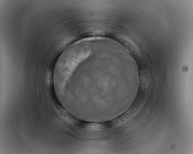 X0000098130123200805011329