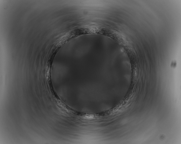 X0000098130177200805011329