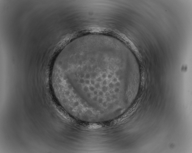 X0000098130257200805011327