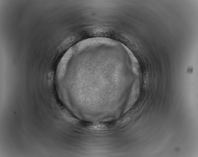 X0000098130278200805011328