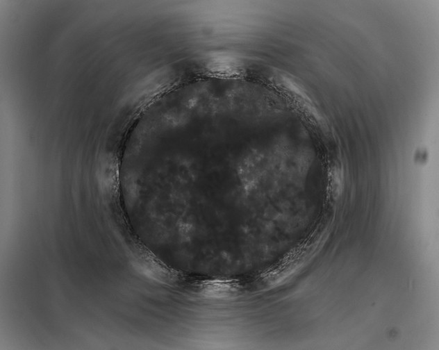 X0000098130320200805011327