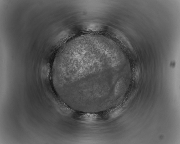 X0000098130328200805011326