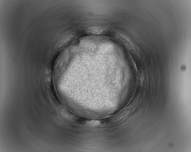 X0000098130374200805011326