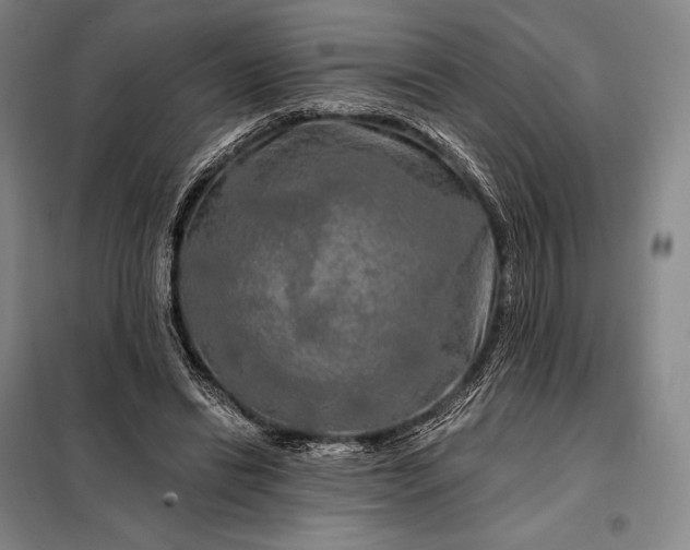 X0000098130446200805011325
