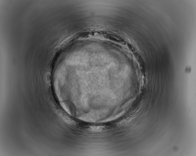 X0000098130450200805011325