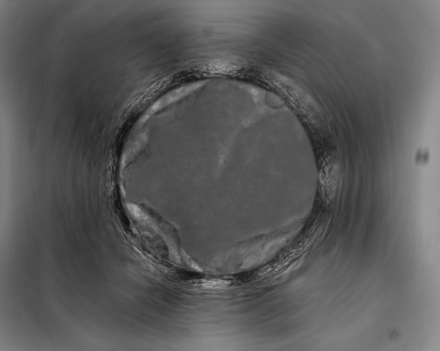 X0000098130462200805011325