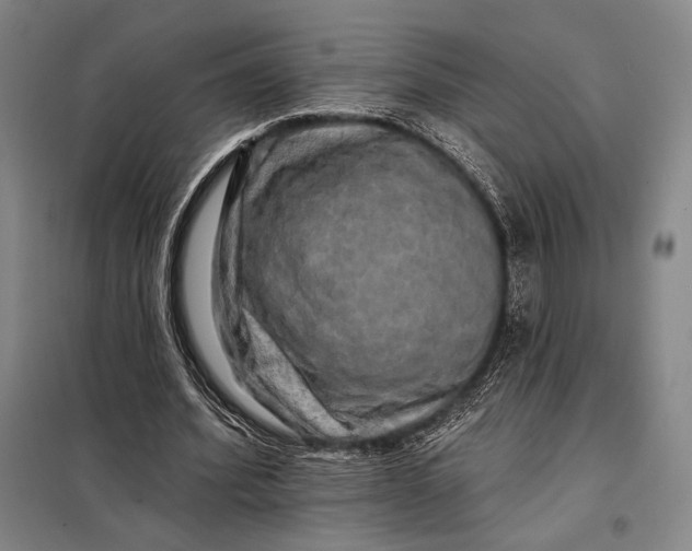 X0000098130580200805011323
