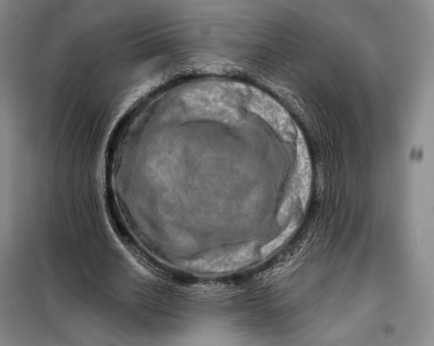 X0000098130630200805011322