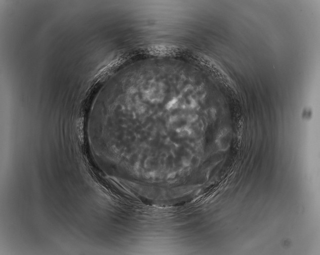 X0000098130696200805011321