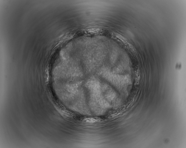 X0000098130703200805011321