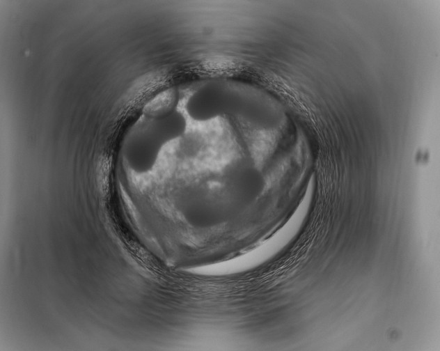 X0000098130742200805011321