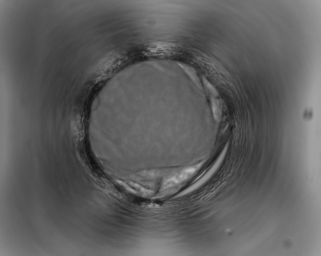 X0000098130751200805011321