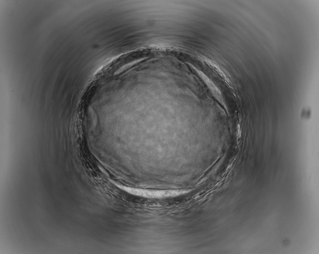 X0000098130776200805011320