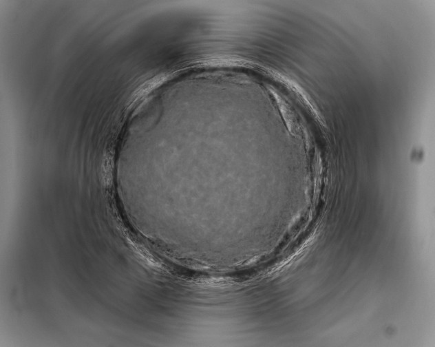X0000098130833200805011319