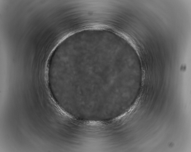 X0000098130835200805011319