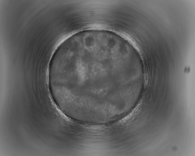 X0000098130839200805011319