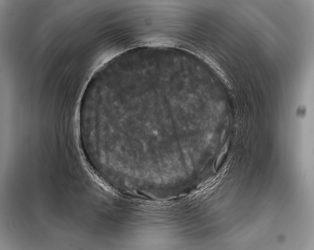 X0000098130840200805011319