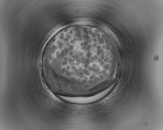 X0000098130852200805011320